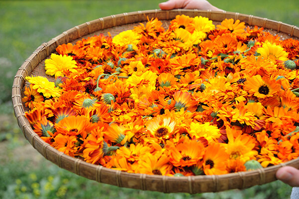 calendula.jpg